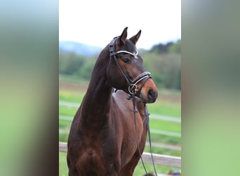 Warmblood austríaco, Caballo castrado, 6 años, 163 cm, Castaño oscuro