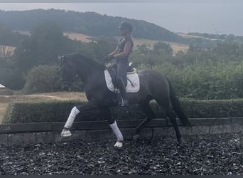 Warmblood austríaco, Caballo castrado, 6 años, 164 cm, Castaño
