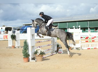 Warmblood austríaco, Caballo castrado, 6 años, 164 cm, Tordo rodado