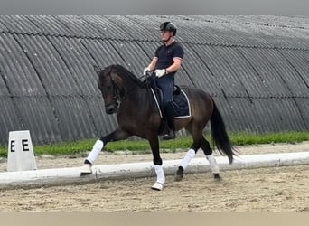 Warmblood austríaco, Caballo castrado, 6 años, 165 cm, Castaño oscuro