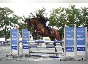 Warmblood austríaco, Caballo castrado, 6 años, 167 cm, Castaño