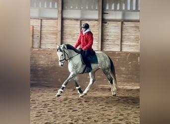 Warmblood austríaco, Caballo castrado, 6 años, 167 cm, Tordo