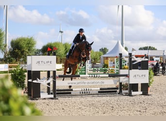 Warmblood austríaco, Caballo castrado, 6 años, 169 cm, Castaño