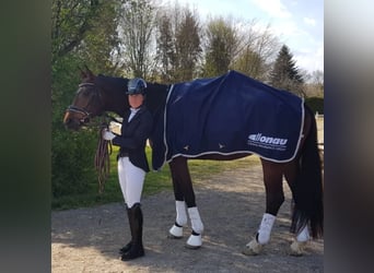 Warmblood austríaco, Caballo castrado, 6 años, 170 cm, Castaño