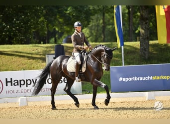 Warmblood austríaco, Caballo castrado, 6 años, 172 cm, Negro