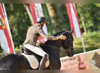Warmblood austríaco, Caballo castrado, 6 años, 172 cm, Negro