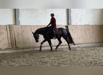 Warmblood austríaco, Caballo castrado, 6 años, 173 cm, Negro