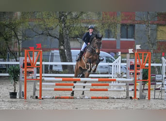 Warmblood austríaco, Caballo castrado, 6 años, 175 cm, Castaño