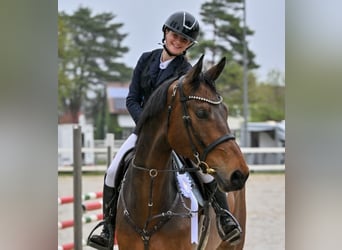 Warmblood austríaco, Caballo castrado, 6 años, 175 cm, Castaño