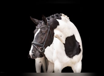 Warmblood austríaco, Caballo castrado, 6 años, 175 cm, Pío