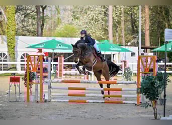 Warmblood austríaco, Caballo castrado, 6 años, 176 cm, Castaño