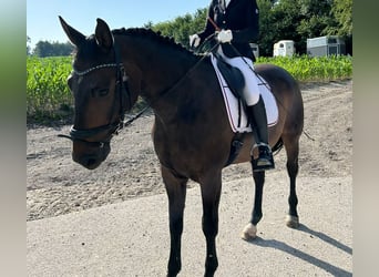 Warmblood austríaco, Caballo castrado, 6 años, 176 cm, Morcillo