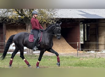 Warmblood austríaco, Caballo castrado, 6 años, Negro