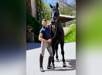 Warmblood austríaco, Caballo castrado, 6 años, Negro