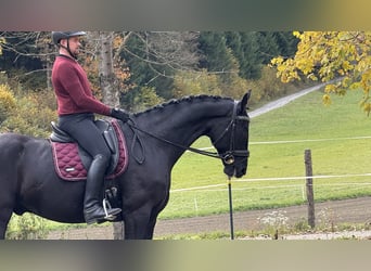 Warmblood austríaco, Caballo castrado, 6 años, Negro