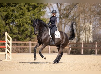 Warmblood austríaco, Caballo castrado, 7 años, 176 cm, Negro