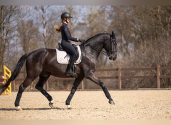 Warmblood austríaco, Caballo castrado, 7 años, 176 cm, Negro
