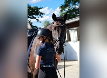 Warmblood austríaco, Caballo castrado, 7 años, 176 cm, Negro