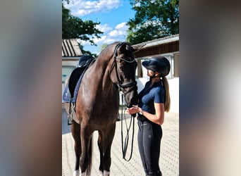 Warmblood austríaco, Caballo castrado, 7 años, 176 cm, Negro