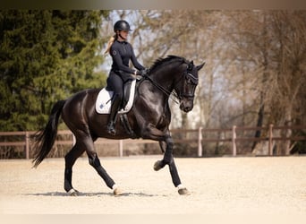 Warmblood austríaco, Caballo castrado, 7 años, 176 cm, Negro