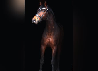 Warmblood austríaco, Caballo castrado, 8 años, 163 cm, Castaño