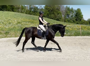 Warmblood austríaco, Caballo castrado, 8 años, 167 cm, Negro