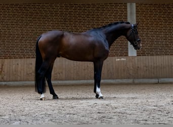 Warmblood austríaco, Caballo castrado, 8 años, 169 cm, Castaño