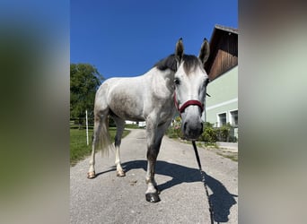 Warmblood austríaco, Caballo castrado, 8 años, 170 cm, Tordo