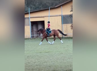 Warmblood austríaco, Caballo castrado, 8 años, 172 cm, Alazán