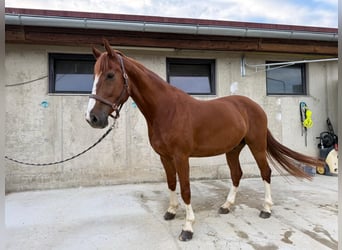 Warmblood austríaco, Caballo castrado, 8 años, 172 cm, Alazán