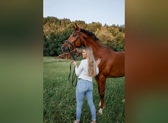 Warmblood austríaco, Caballo castrado, 8 años, 173 cm, Alazán