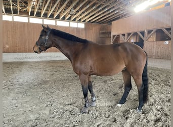 Warmblood austríaco, Caballo castrado, 8 años, 174 cm, Castaño