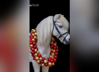 Warmblood austríaco, Caballo castrado, 9 años, 115 cm, Tordo