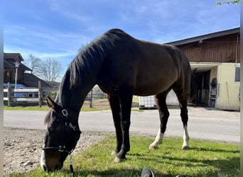 Warmblood austríaco, Caballo castrado, 9 años, 170 cm, Castaño