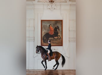 Warmblood austríaco, Caballo castrado, 9 años, 175 cm, Castaño