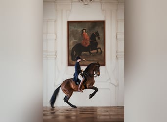 Warmblood austríaco, Caballo castrado, 9 años, 175 cm, Castaño