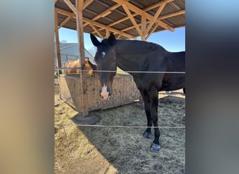 Warmblood austríaco, Caballo castrado, 9 años, 185 cm, Castaño oscuro