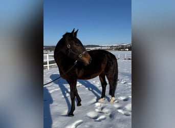 Warmblood austríaco, Semental, 14 años, 165 cm, Castaño oscuro