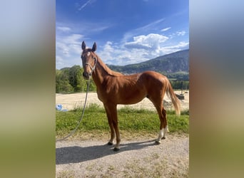 Warmblood austríaco, Semental, 1 año, 130 cm, Alazán
