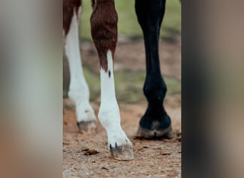 Warmblood austríaco, Semental, 1 año, 168 cm, Castaño