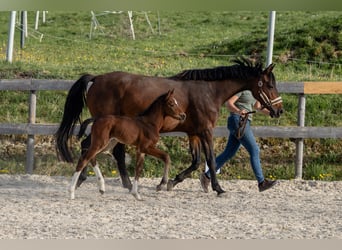 Warmblood austríaco, Semental, 1 año, 168 cm, Castaño