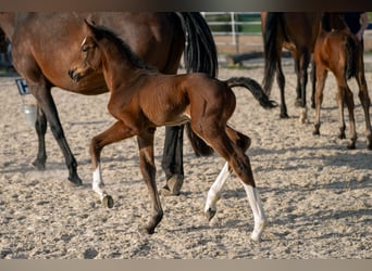 Warmblood austríaco, Semental, 1 año, 168 cm, Castaño