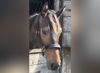 Warmblood austríaco, Semental, 1 año, 170 cm, Castaño oscuro