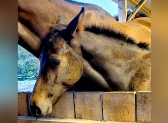 Warmblood austríaco, Semental, 1 año, 170 cm, Castaño oscuro