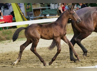 Warmblood austríaco, Semental, 1 año, 170 cm, Negro