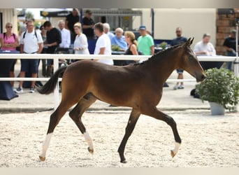 Warmblood austríaco, Semental, 1 año, Castaño