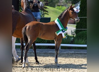 Warmblood austríaco, Semental, 1 año, Castaño