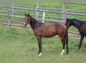Warmblood austríaco, Semental, 1 año, Castaño