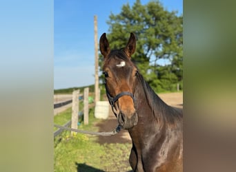 Warmblood austríaco, Semental, 1 año, Castaño oscuro