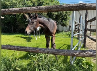 Warmblood austríaco, Semental, 1 año, Tordo